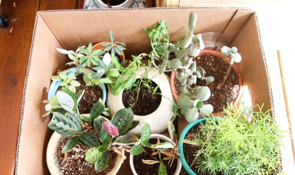 How To Pack Flower Pots For Moving